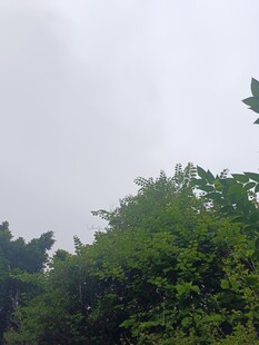 绿树映灰天的自然景象