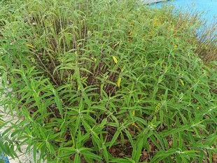 翠绿繁茂的野生植物景观