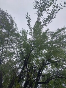 仰视葱郁树木枝叶