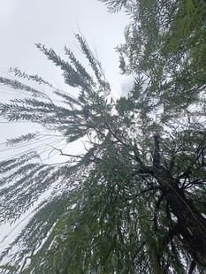 仰视视角下的葱郁树木