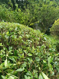 绿意盎然的繁茂植物景观