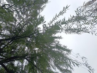 仰视葱郁树木枝叶