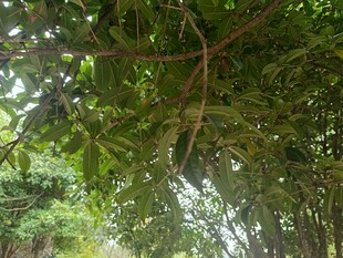 繁茂绿树间的光影景致