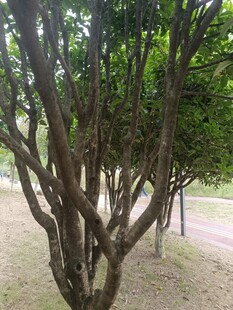 弯曲枝干的树木景观