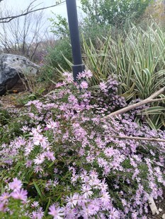 粉色小花绽放于草丛间