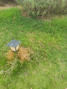 草地上的复古风格小灯