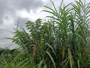 野外繁茂的绿色植物景观