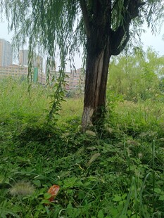 树下绿意盎然的自然景象