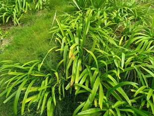 翠绿葱茏的蓬勃植物景观