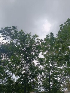 阴天中的茂密树林