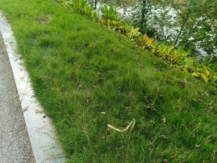 路边翠绿草地景致