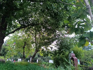 绿意盎然的林间景致