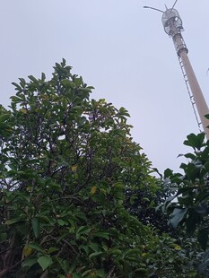 绿树掩映中的高耸建筑