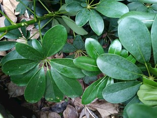 翠绿鹅掌柴叶片特写