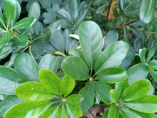 翠绿繁茂的鹅掌柴叶片