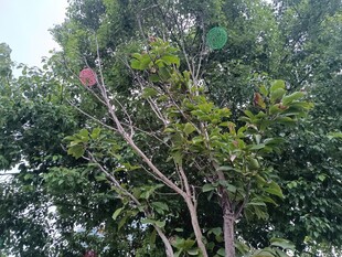 枝头繁花的绿树景观