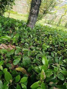 绿意盎然的地面绿植景观