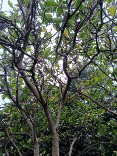 繁茂树枝与绿叶景观