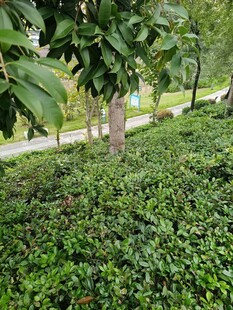 绿叶繁茂的园林景观