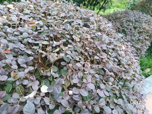 紫叶小檗植物景观