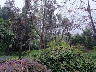 雨中朦胧树林景观