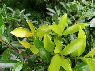 嫩绿叶片生机盎然