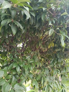 枝头挂满果实的绿叶植物