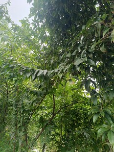 茂密绿意盎然的树林景观