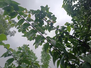 枝叶繁茂的绿色植物景象