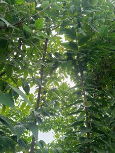 繁茂绿叶间的光影世界