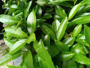 翠绿葱茏的植物叶片