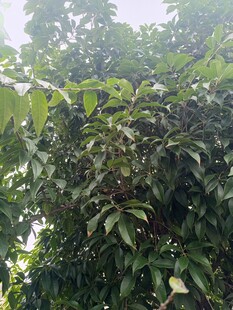 繁茂绿叶植物景观