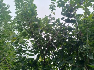 绿叶繁茂的树木景象