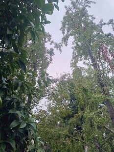 繁茂绿树间的天空一角