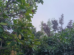 户外繁茂绿植景观