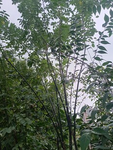 茂密树林中的挺拔植株