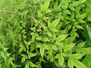 翠绿繁茂的植物枝叶