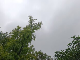 阴天中的葱郁树木