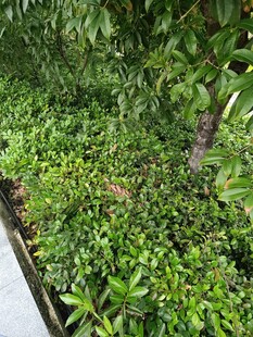 翠绿繁茂的植物景观