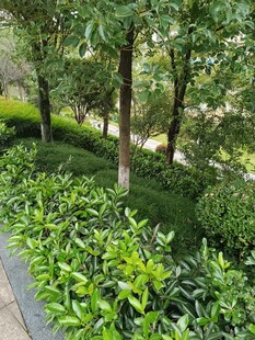 绿意盎然的城市园林景观