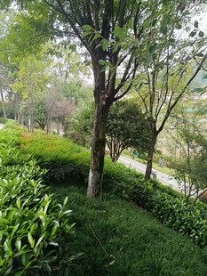 绿意盎然的园林景观