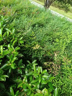 绿意盎然的草地植物景观