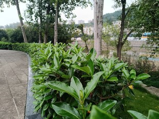 路边绿植景观