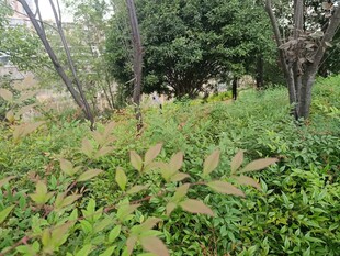 户外繁茂绿植景观