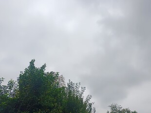 阴天里的葱郁树梢