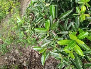 绿叶繁茂的植物景观