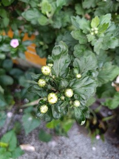 绿叶丛中的黄色小花