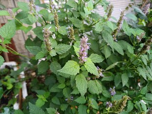 绿叶繁茂的清新植物