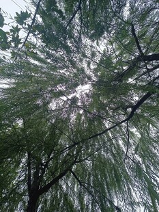 仰视茂密松树枝叶