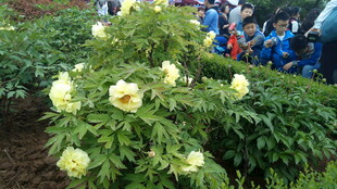 盛开的黄牡丹与观赏人群